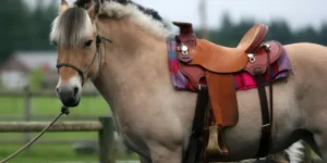 How Do You Prevent Saddle Sores in Horses?