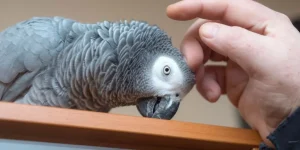 Why Should You Avoid Common Mistakes When Caring for Exotic Pets?