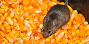 The Best Food Options for Mice, Rats, and Other Small Pets