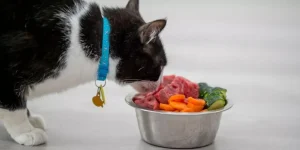 How Do You Transition Your Cat to a New Food Safely?