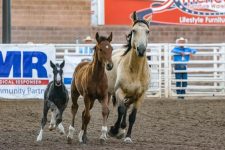 Exploring the Best Saddle Pads for Performance Horses