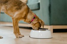 A Guide to Providing Healthy and Delicious Treats for Small Pets