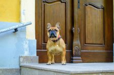 What Are the Best Smart Dog Doors for Home Security?