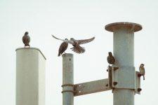 Why Is Providing Multiple Perch Types Beneficial?