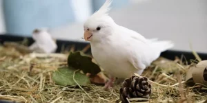 What Are the Benefits of Providing an Enrichment Area for Small Pets?
