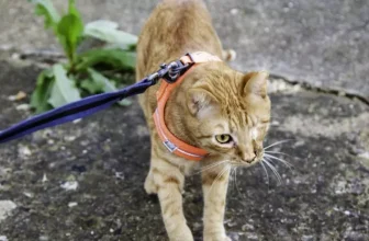 Are Cat Harnesses Safe, and How Do You Train Your Cat to Use One?