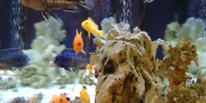 Choosing the Right Substrate for Your Tank Setup