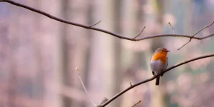 What Are the Benefits of Using Bird Harnesses for Outdoor Adventures?