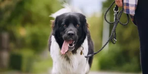 What Are the Benefits of Using a Smart Pet Tracker for Your Dog or Cat?