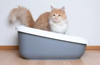 What Are the Benefits of Eco-Friendly Cat Litter?
