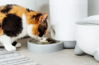How Smart Pet Feeders Can Simplify Feeding Times