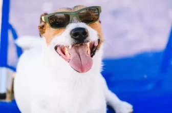 What Are the Best Smart Pet Products for Keeping Pets Active Indoors?