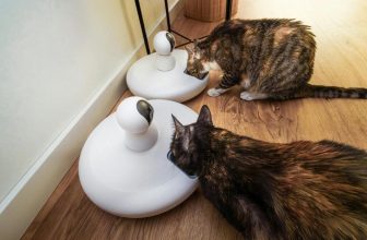 Why Should You Consider Investing in a Smart Pet Feeder?