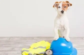 Why Should You Invest in Durable Outdoor Gear for Your Pet?