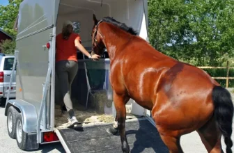 How Do You Transport Horses Safely With Proper Equipment?