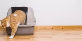 How Do Automatic Litter Boxes Work, and Are They Worth the Investment?