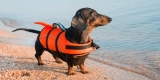 How Do You Select the Best Dog Life Jacket for Water Activities?