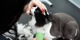 What Are the Best Exotic Pet Grooming Tools and Techniques?