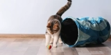 What Are the Best Exotic Pet Toys to Keep Your Pet Active and Engaged?