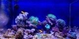 What Are the Best Filters for Saltwater Tanks?