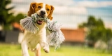 What Are the Best Outdoor Pet Toys for Active Pets?