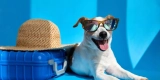 What Are the Best Pet Sunglasses and Gear for Sunny Outdoor Days?