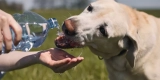 The Best Pet Water Bottles and Hydration Gear for Outdoor Activities