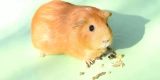 What Are the Best Treats for Guinea Pigs and Rabbits?