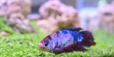 How Do You Care for Betta Fish in Small Tanks?