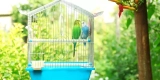 What’s the Ideal Setup for a Bird Cage?