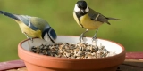 A Beginner’s Guide to Bird Feeding Essentials