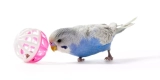 DIY Bird Toys That Save Money and Stimulate Your Pet