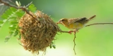 How to Keep Your Bird’s Environment Enriching and Safe