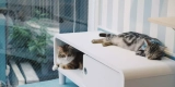 How Do You Create a Cat-Friendly Home Environment?