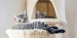 The Science Behind Cat Furniture Design