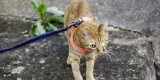 Are Cat Harnesses Safe, and How Do You Train Your Cat to Use One?