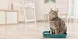 A Beginner’s Guide to Cat Litter Options