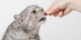 Cat Treats That Double as Training Aids