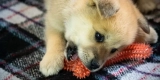The Best Chew Toys for Small Pets to Promote Healthy Teeth