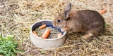 What Should You Consider When Choosing Small Animal Food?