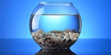 Why Is Cycling Your Tank Important Before Adding Fish?