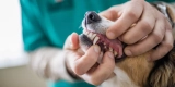 What Are the Signs of Dental Problems in Pets, and How Can You Prevent Them?