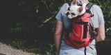 What Are the Best Dog Backpacks for Hiking Trips?