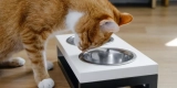 What Are the Benefits of Elevated Cat Bowls?