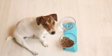 What Are the Benefits of Using Elevated Dog Feeders?
