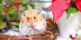 What Are the Essential Supplies for Pet Hamsters and Gerbils?