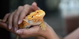 How to Avoid Common Pitfalls in Exotic Pet Care