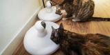 How Do Microchip Feeders Work for Multi-Cat Households?