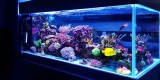 Which Fish Tank Decorations Are Safe for Aquatic Pets?