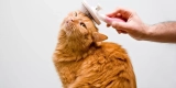 Grooming Essentials for Cats: Tools and Techniques